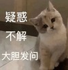 萌宠 猫星人 疑惑 大胆发问 好奇 呆萌 可爱