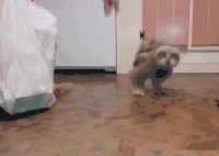 猫头鹰 行走 室内 搞笑