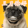 狗 萌宠 汪星人 三月你好 soogif soogif出品