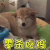 萌宠 狗 狗狗 吃鸡 开心 零杀吃鸡 soogif soogif出品