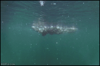 宠物 gif 座头鲸 捕食