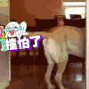汪星人 狗狗 可爱 萌宠 狗