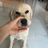萌宠 汪星人 好了你闭嘴吧 别说了 搞怪 逗