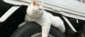 猫 喵星人 宠物 萌 可爱