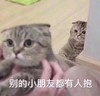 萌宠 猫星人 别的小朋友都有人抱 羡慕 呆萌 可爱