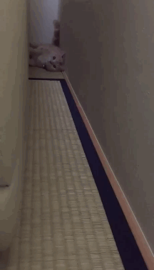 猫咪 走廊 躺着 走路