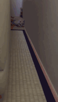 猫咪 走廊 躺着 走路