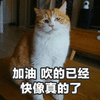 猫 加油 真的