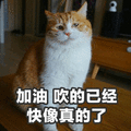 猫 加油 真的