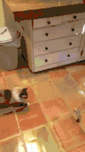 喵星人 猫 逗猫 跳跃 胖 萌宠