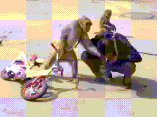 萌寵 動物 可愛 搞怪