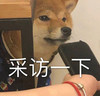 萌宠 汪星人 采访一下 好奇 呆萌 可爱