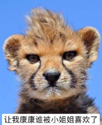 让我康康 可爱 搞笑 小豹子 动物
