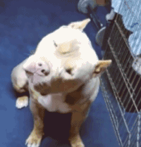 汪星人 斗牛犬 疑问 摆头