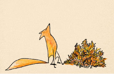 狐狸 大尾巴 黄色 枫叶