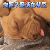 萌宠 狗 你是不是活在梦里 蒙圈 soogif soogif出品