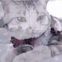 喵星人 猫 高冷