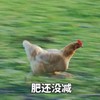 萌宠 鸡 肥还没减 减肥 沙雕 搞怪