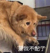 萌宠 汪星人 是我不配了 难受 呆萌 可爱