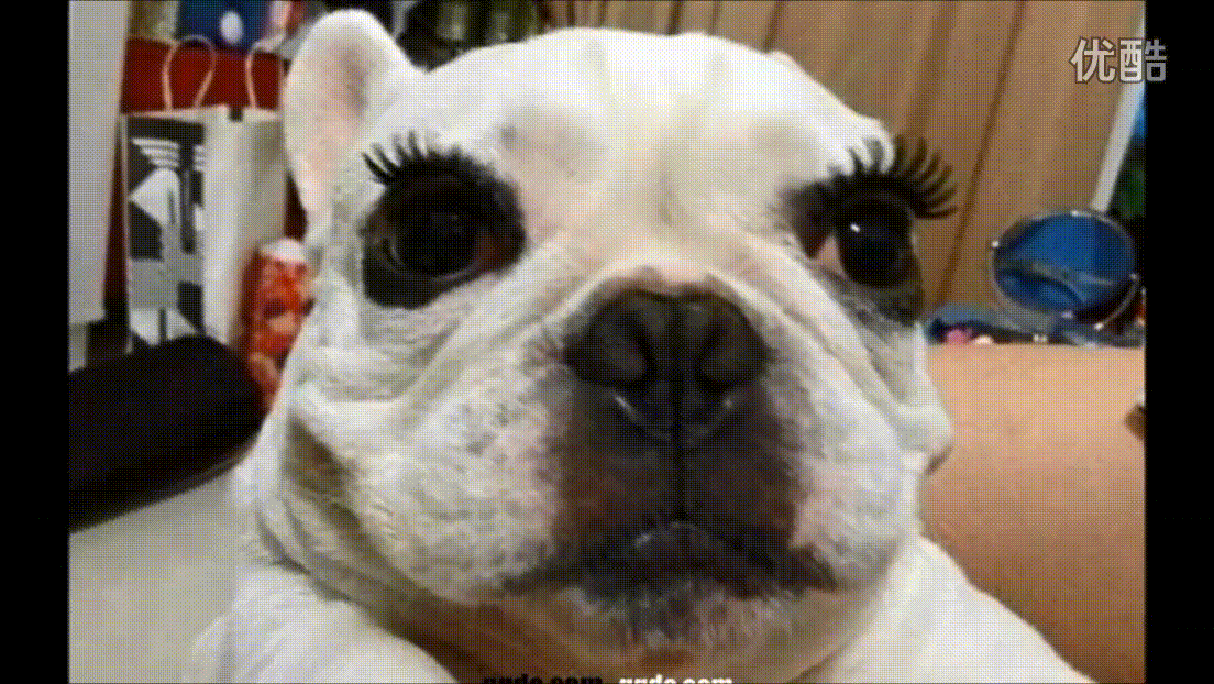 狗狗 可爱 睫毛