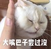 萌宠 喵星人 给你个大嘴巴子 打你 呆萌 可爱