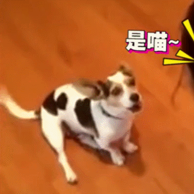 汪星人 搞笑 可爱 萌宠