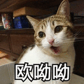 哎呦呦 猫