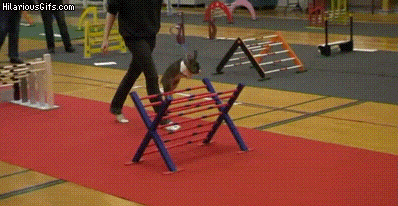 兔子 跳栏  训练