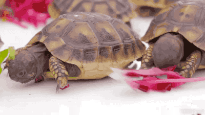 动物 乌龟 吃东西 搞笑