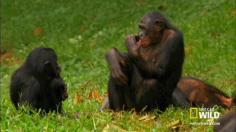 动物 宝贝 动物 黑猩猩 一巴掌 踢 拍打 图为乐趣
