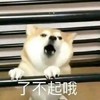 萌娃 汪星人 了不起哦 你厉害哦 呆萌 搞怪