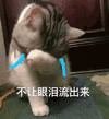 猫咪 可爱猫 不想眼泪流出来 搞怪 逗