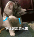 猫咪 可爱猫 不想眼泪流出来