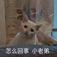 怎么回事 小老弟 猫