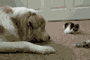 狗 猫 打嘴巴 门
