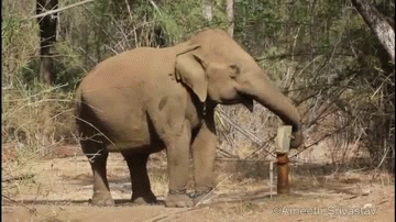 大象 elephant 动物  野外