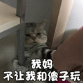 猫 萌宠 喵星人 我妈不让我和傻子玩 soogif soogif出品