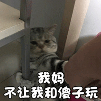 猫 萌宠 喵星人 我妈不让我和傻子玩 soogif soogif出品