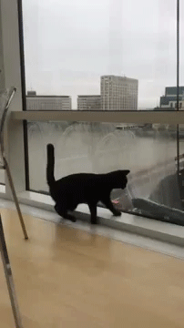 可爱 小猫 搞笑