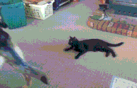 喵星人 萌宠 可爱 猫咪