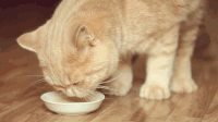 猫咪 喝水 卖萌 萌萌的