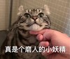 萌宠 喵星人 真是个磨人的小妖精 你真磨人 呆萌 憨憨