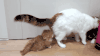 猫咪 洗澡 可爱 萌宠