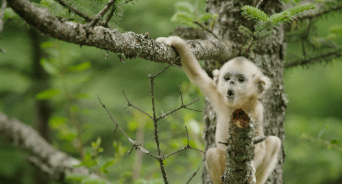 迪士尼 可爱的 熊猫 猴子 地球日 迪士尼自然 雪豹 出生在中国