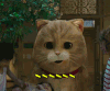 喵星人 ······