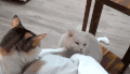 猫咪 抚摸 萌宠 可爱