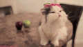 猫咪 伸舌头 可爱