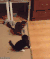 高手  出手   一招制敌  猫咪