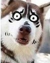 狗狗 恶搞 搞笑 魔性 震惊