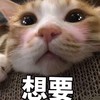萌宠 猫星人 想要 期待 呆萌 可爱